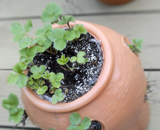 April showers bring itty bitty strawberry plants.