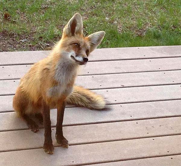 breck-fox