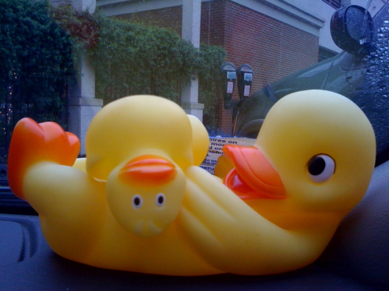 car-ducks