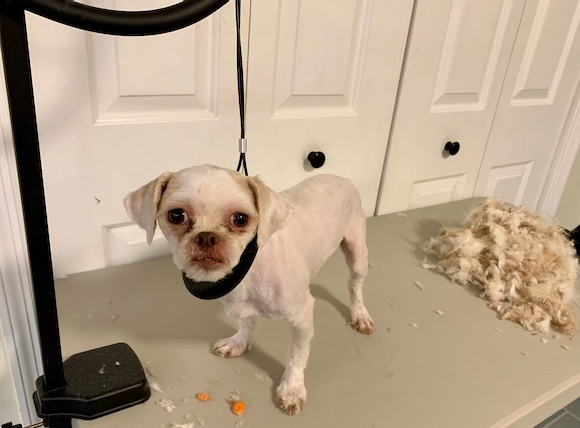 Hairless hot sale shih tzu