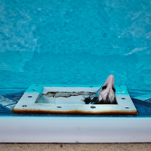 Pool Possum