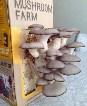 shroom3