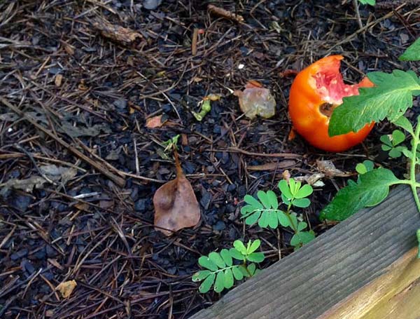 tomato-carnage-1