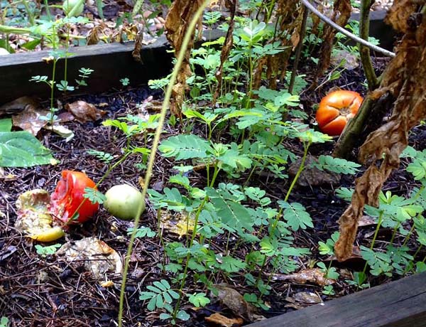 tomato-carnage-2