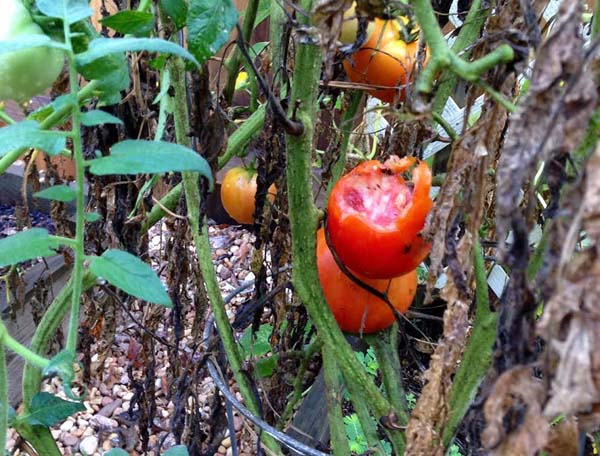 tomato-carnage-3